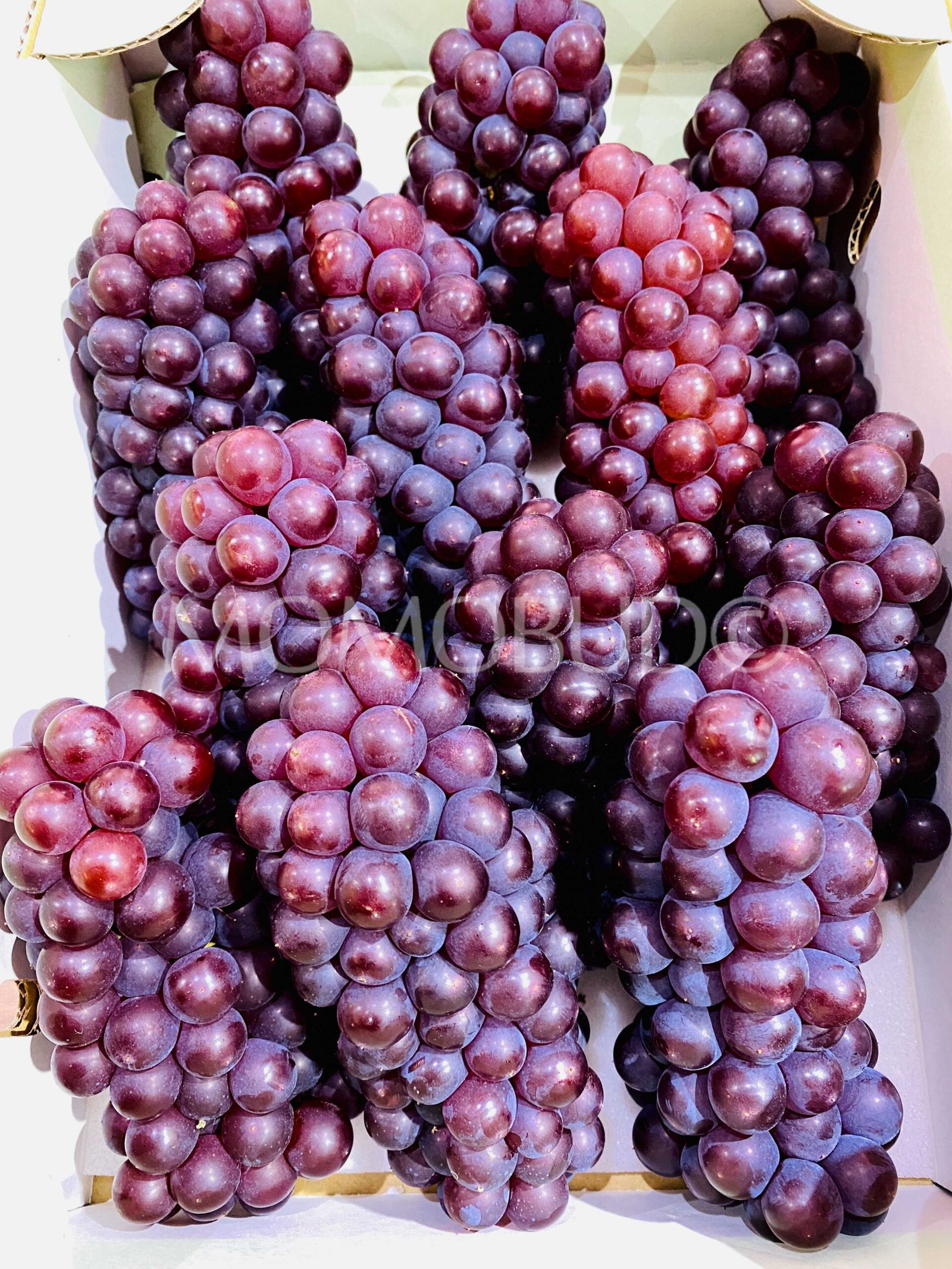 Japanese Delaware (Champagne) Grapes - Image 3