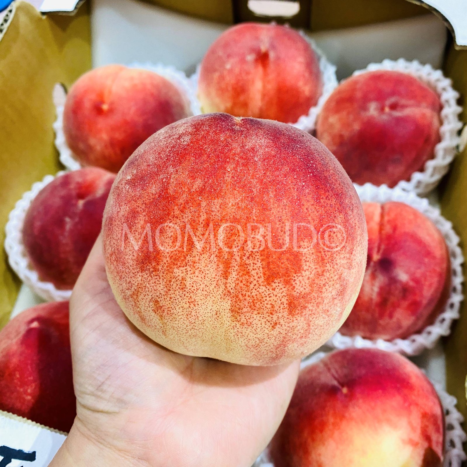 Japanese Misato White Peach (X-Large) - Image 3