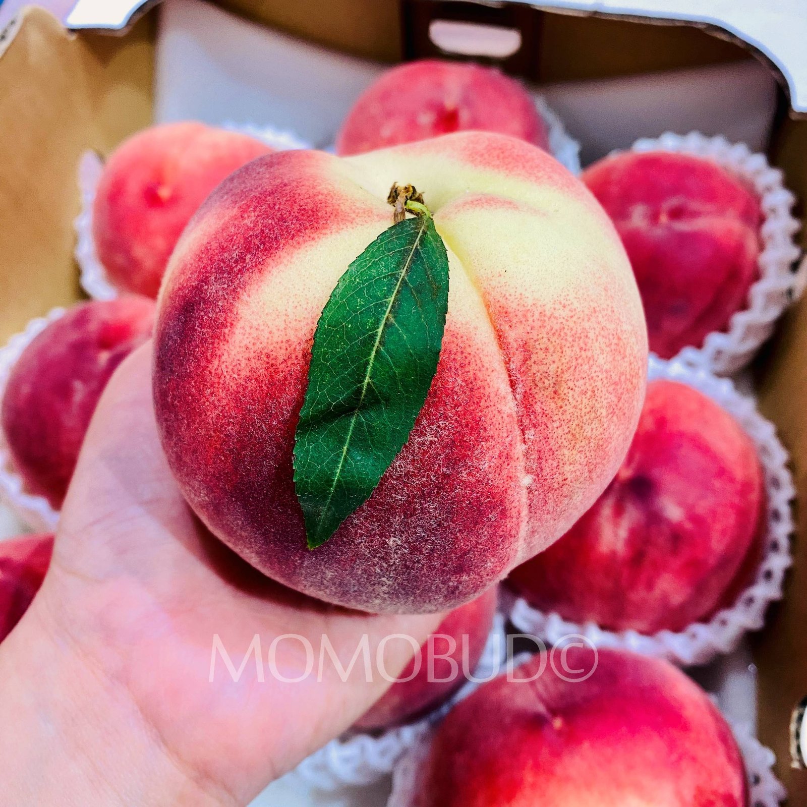 Japanese Misato White Peach (X-Large) - Image 4