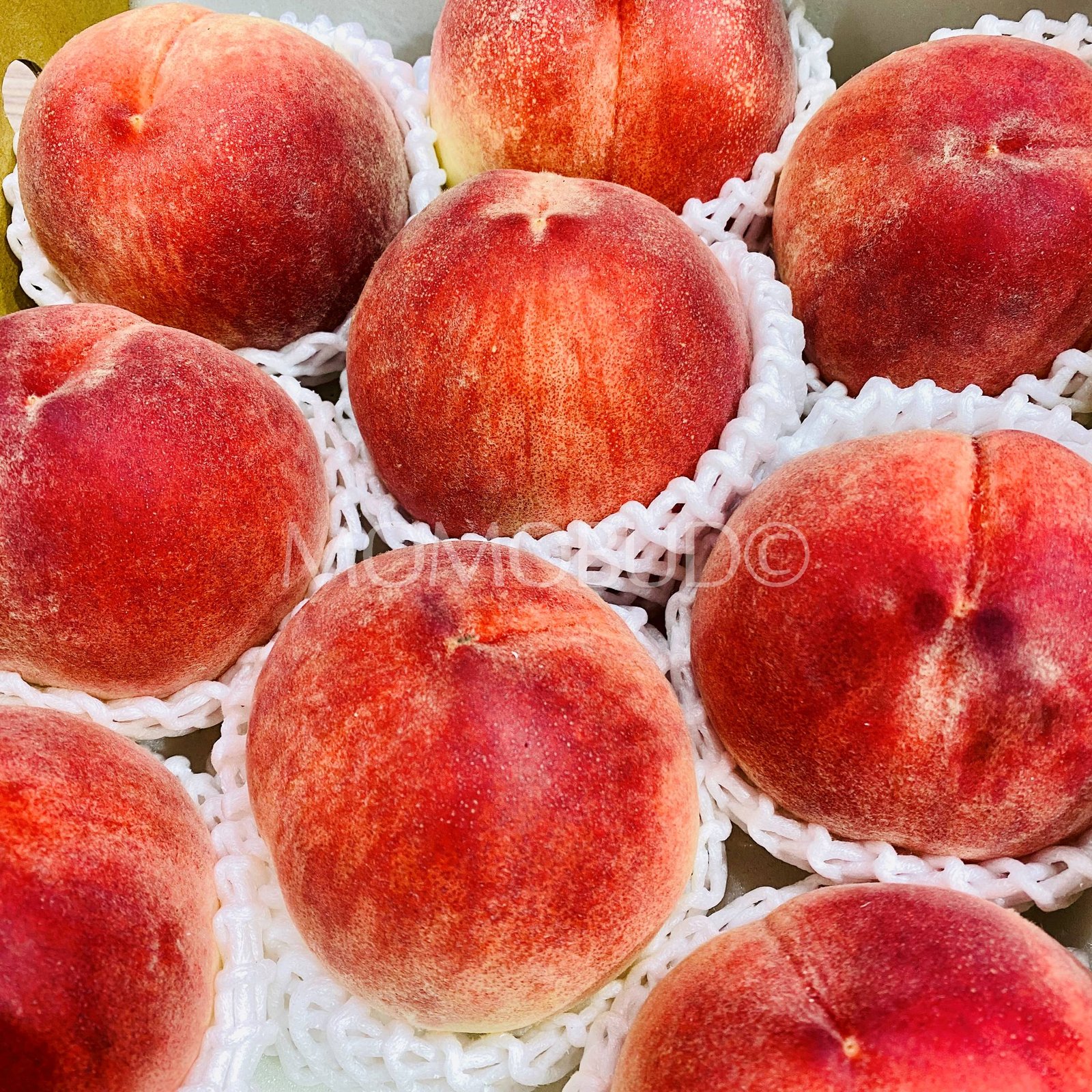 Japanese Misato White Peach (X-Large) - Image 2