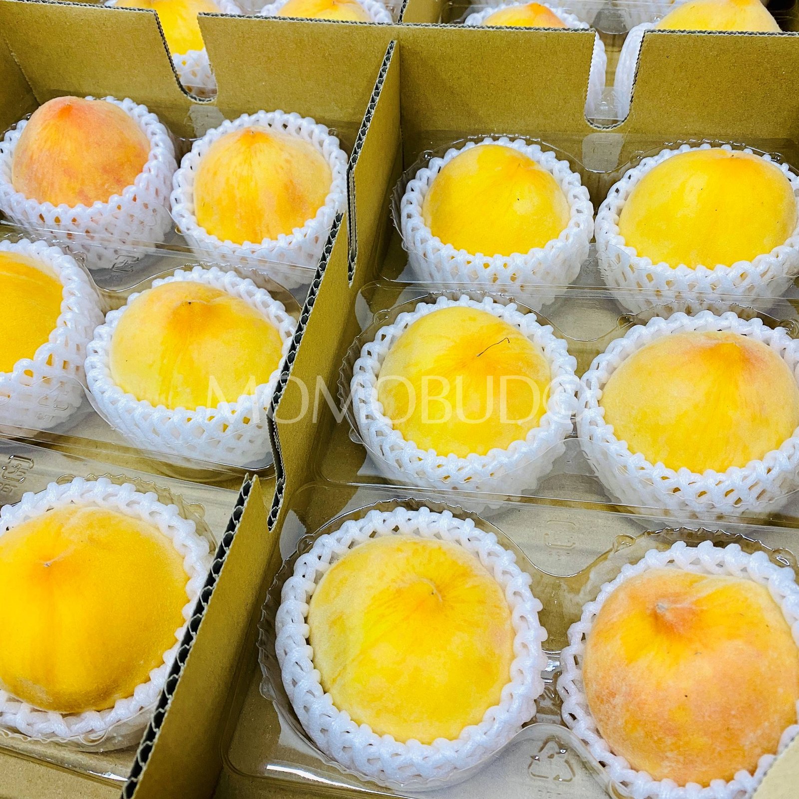 Japanese Ougontou Golden Peach (500g, 4pcs/punnet) - Image 2