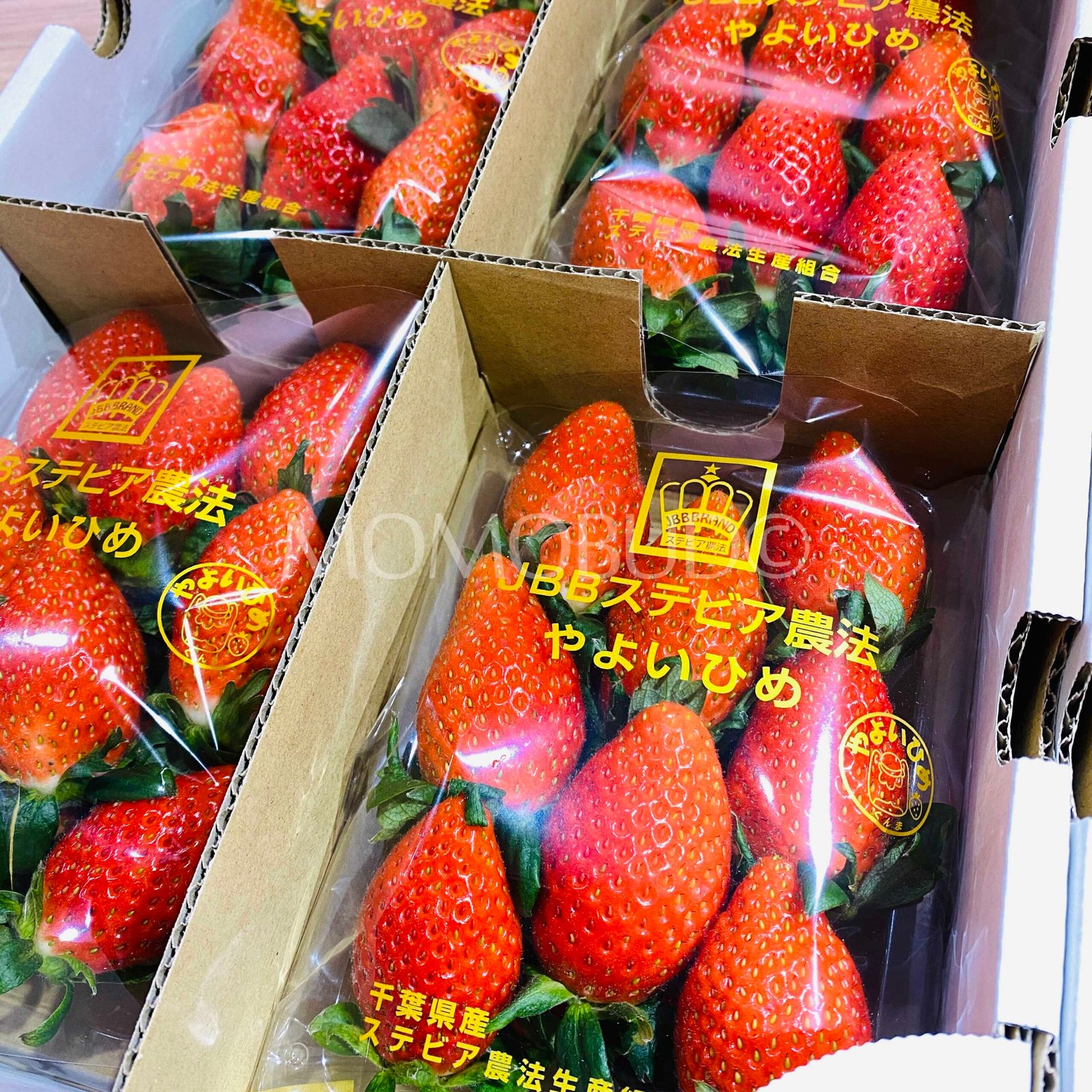 Japanese Yayoihime Strawberry - Image 4