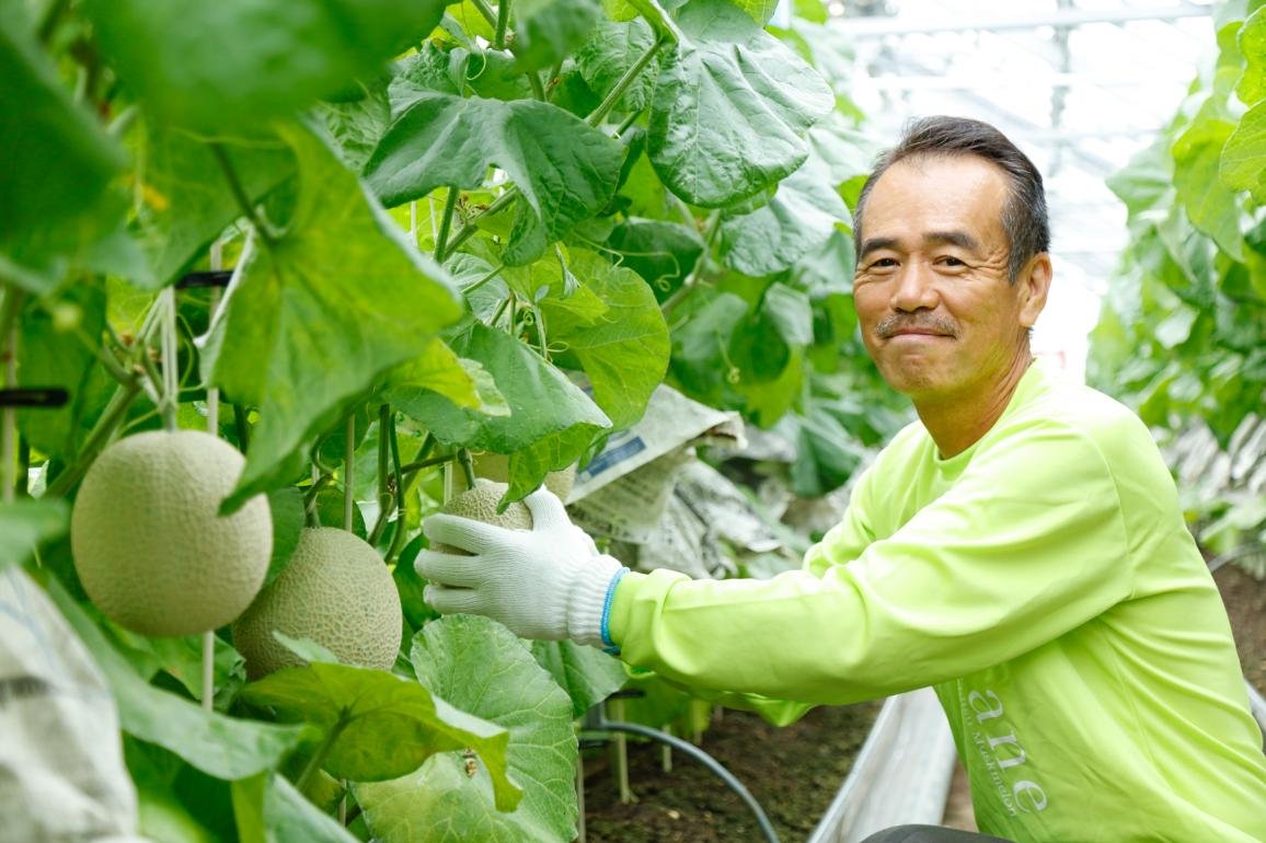 Japanese Yubari King Red Muskmelon - Image 4