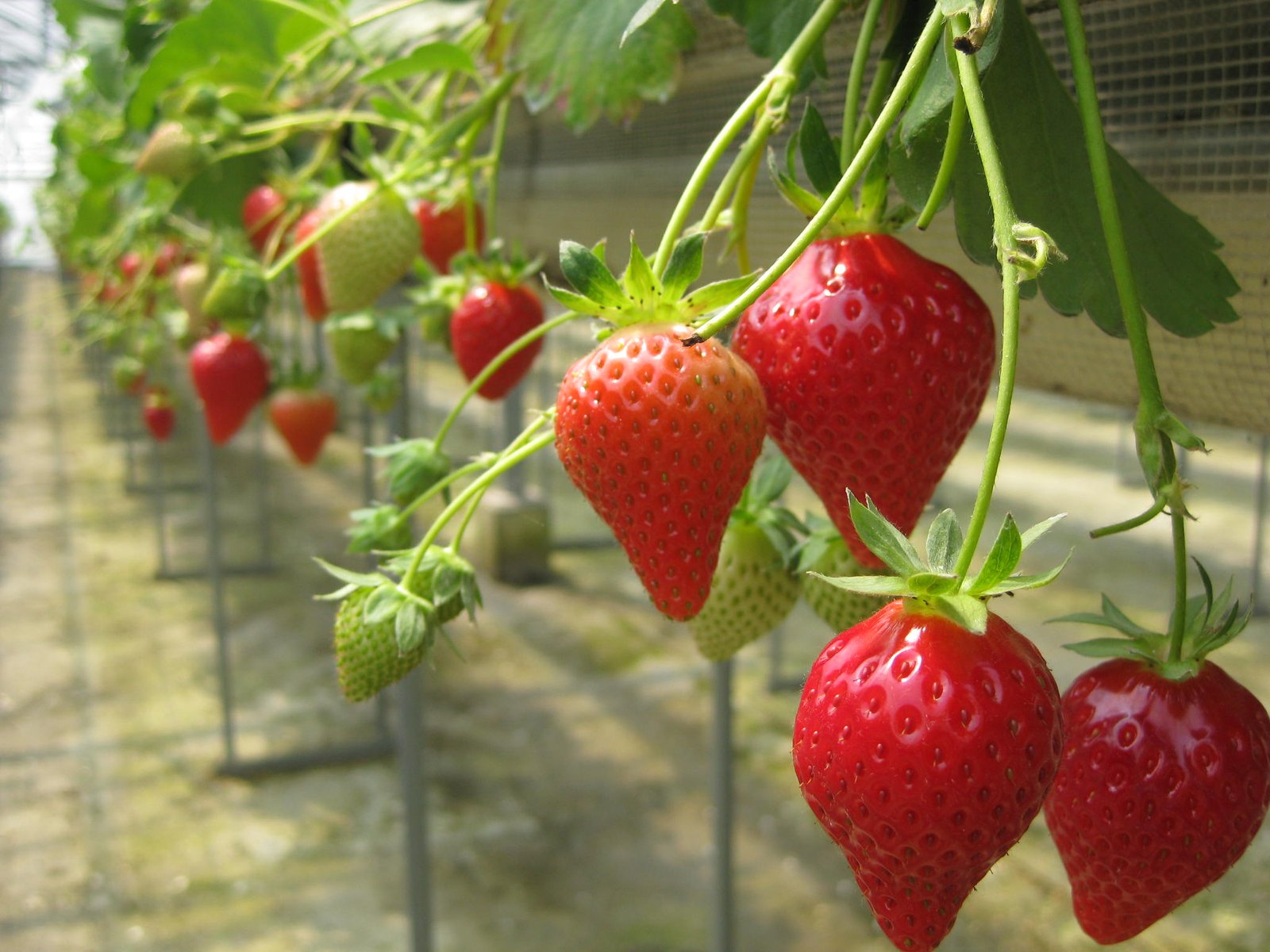 Japanese Yumenoka Ichigo (Strawberry) - Image 3
