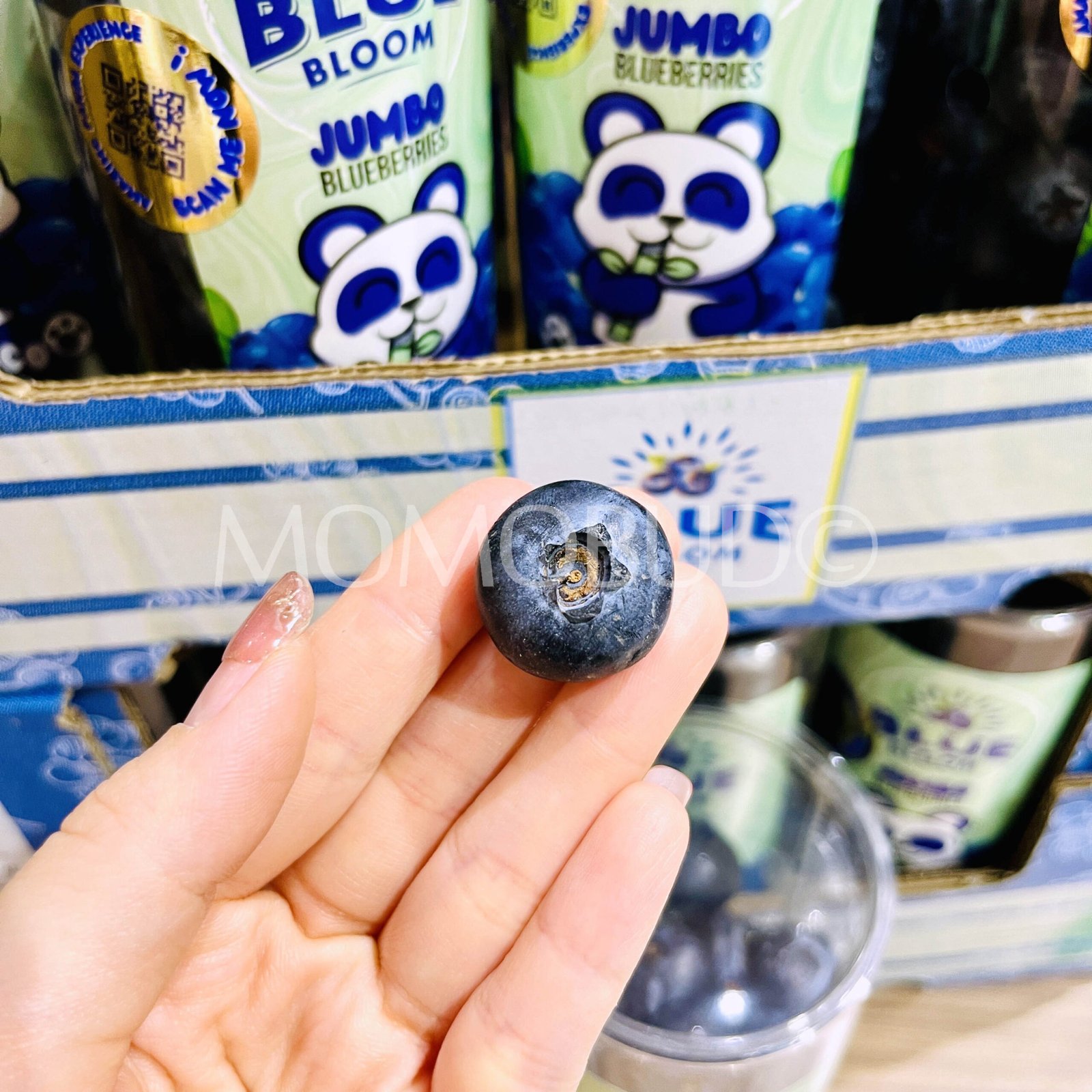 Jumbo Blue Bloom Blueberry (200g) - Image 4
