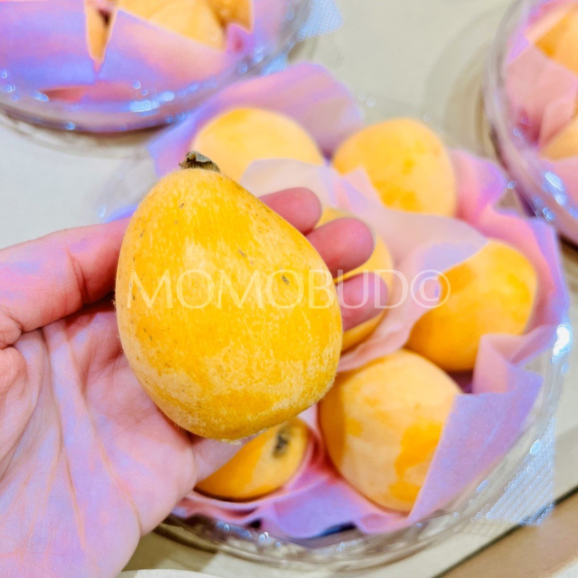 Jumbo Japanese Amaka Biwa (Loquat, 500g punnet) - Image 4