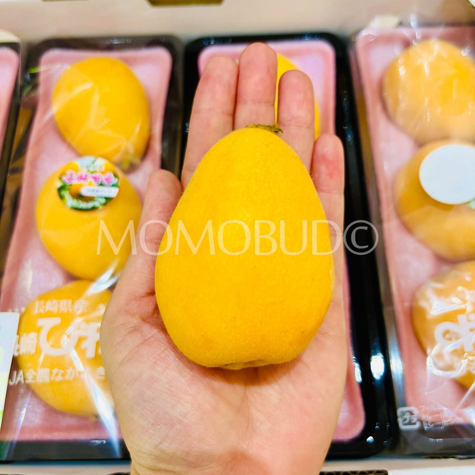 Jumbo Japanese Amaka Biwa (Loquat, 280g punnet) - Image 4