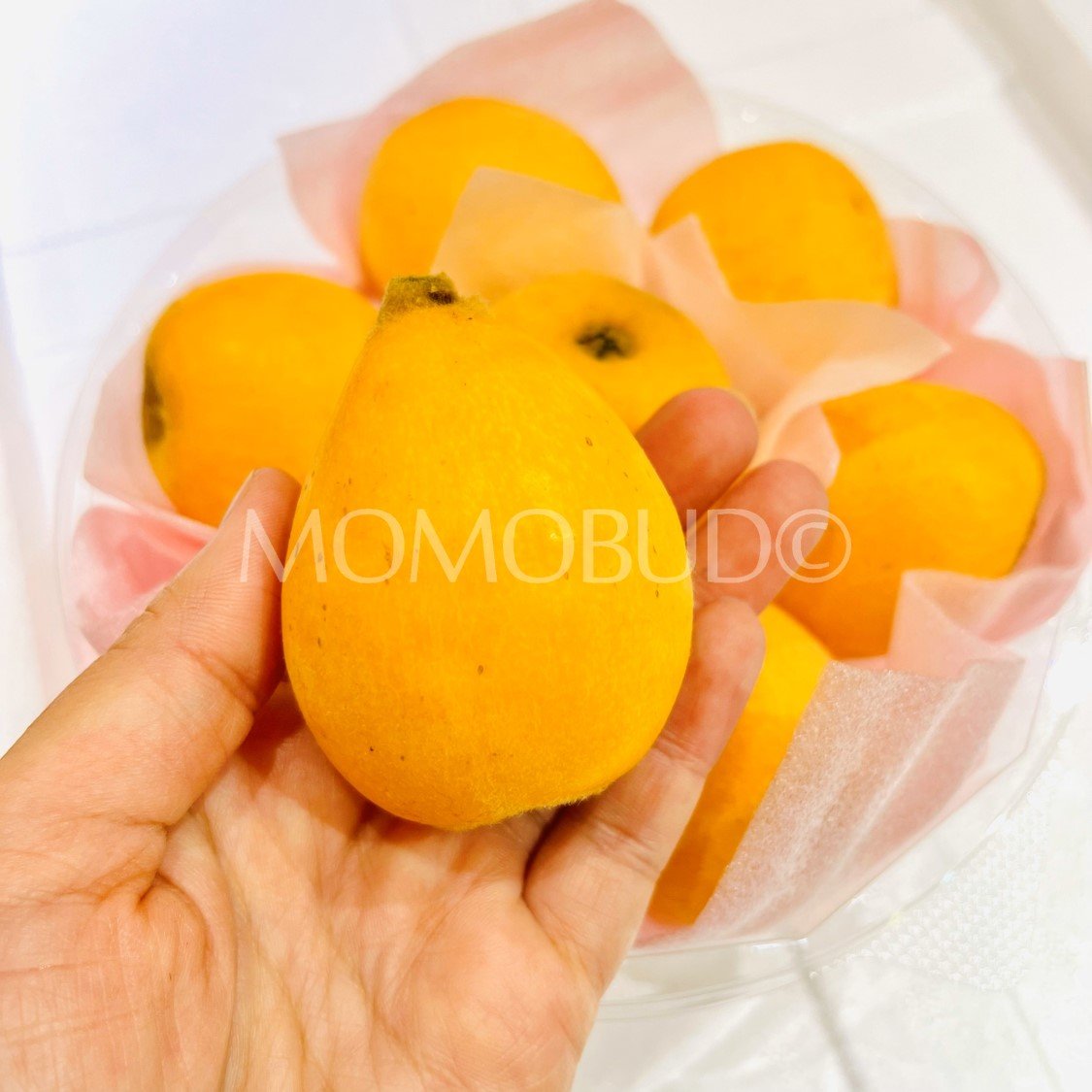 Jumbo Japanese Amaka Biwa (Loquat, 500g punnet) - Image 5