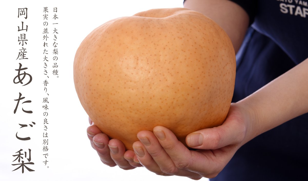 Japanese Kanjuku Atago Nashi Pear Gift Box (2kg) - Image 4
