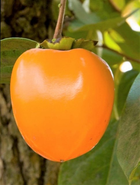 Spain Kaki Persimmon Box - Image 4