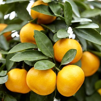 Air-flown Japanese Karatsu Onshitsu Mikan Gift Box (1.2kg) - Image 5