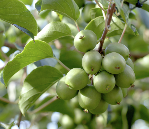 Kiwish Kiwiberry (125g punnet) - Image 2