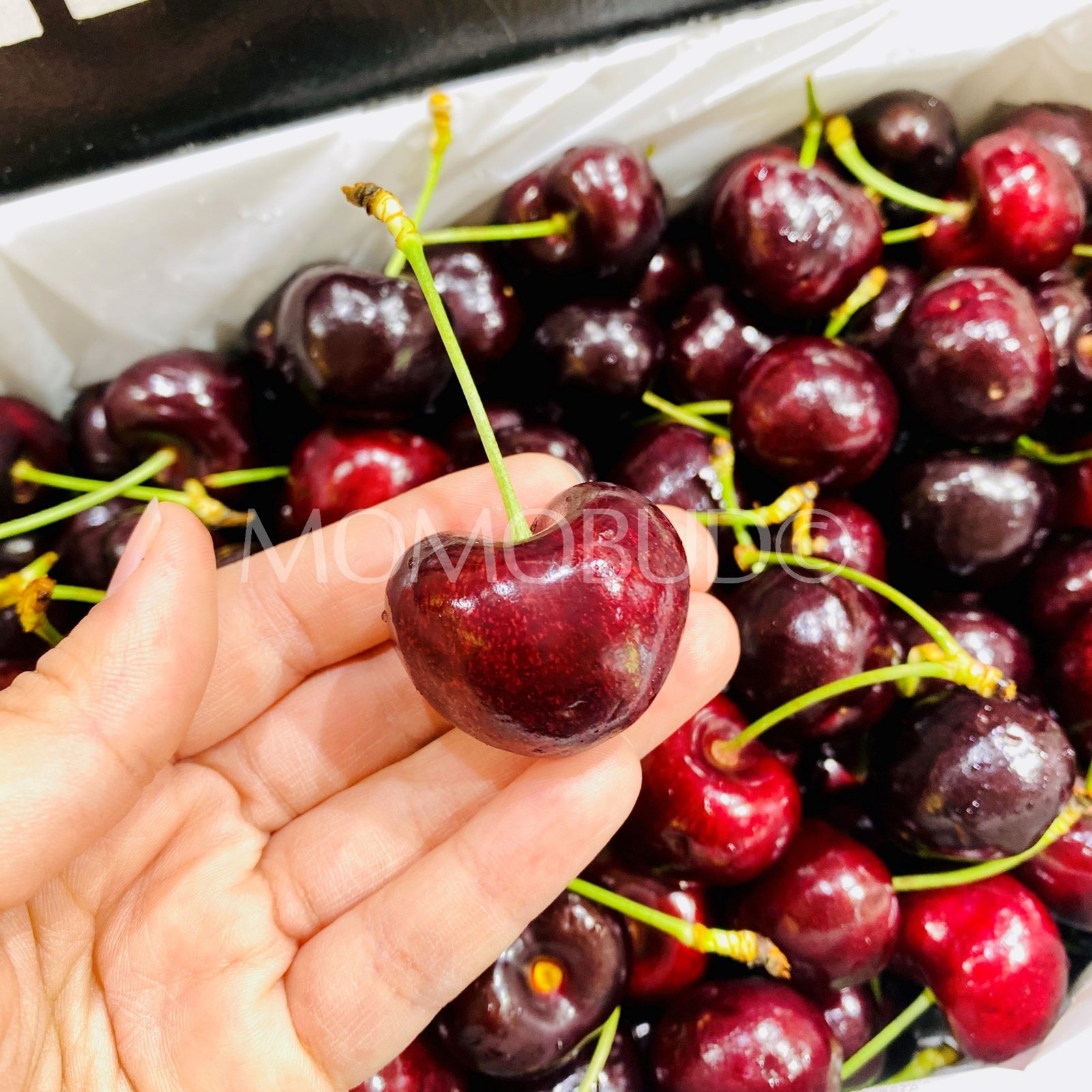 Koala Market Selections Late Garnet Red Cherry Gift Box (2kg) - Image 4