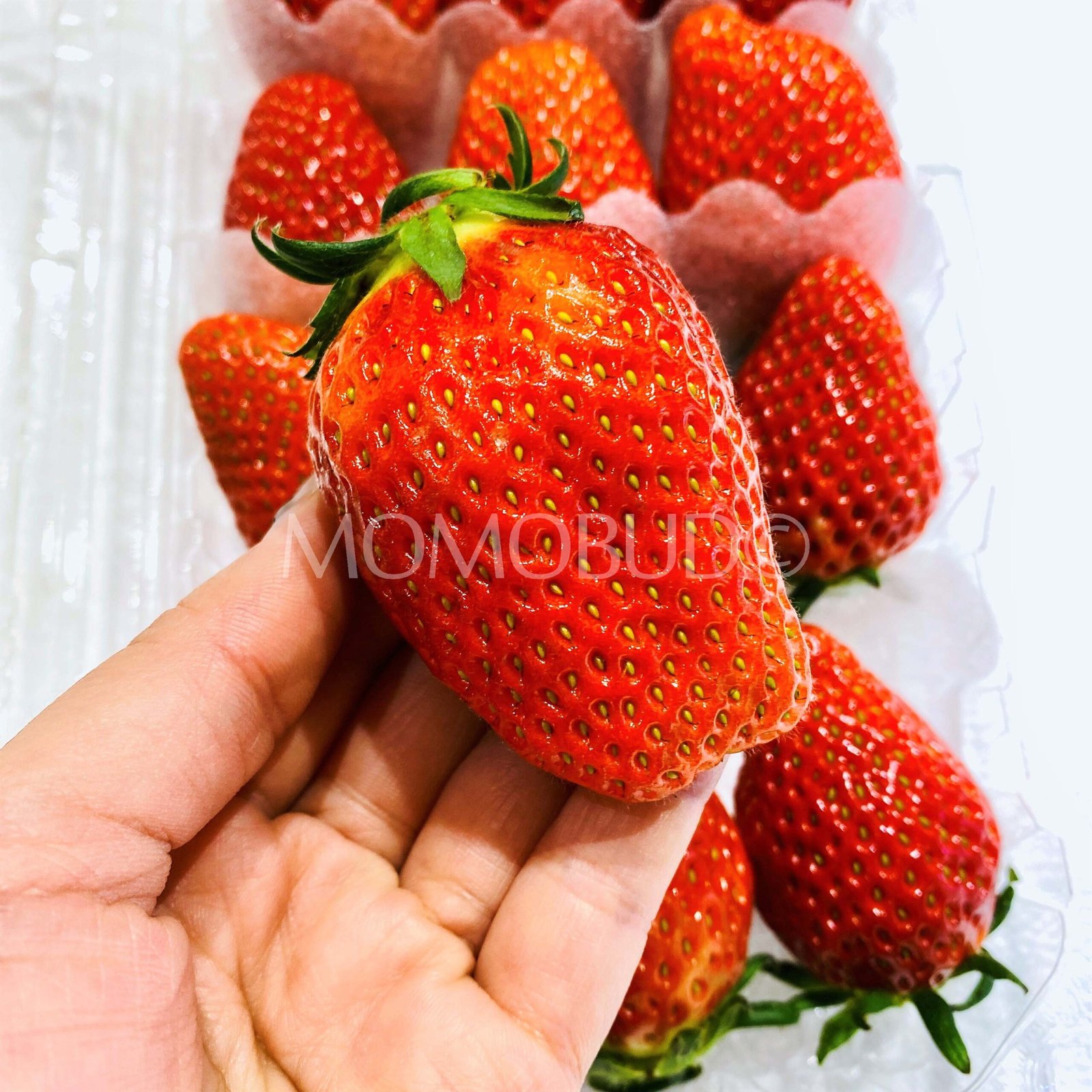 Organic Joy Farm Seolhyang Strawberry (200g approx) - Image 4