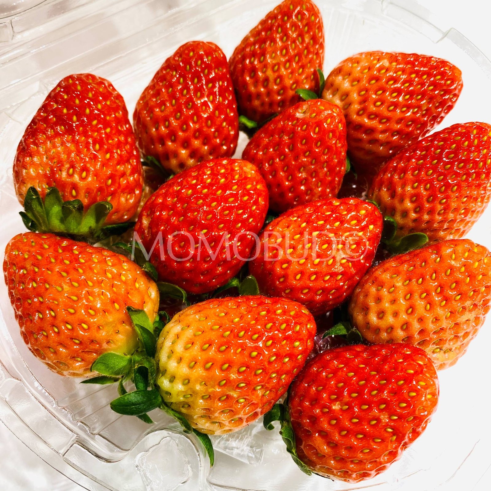 Korean Premium Mini Strawberry (250g punnet) - Image 2