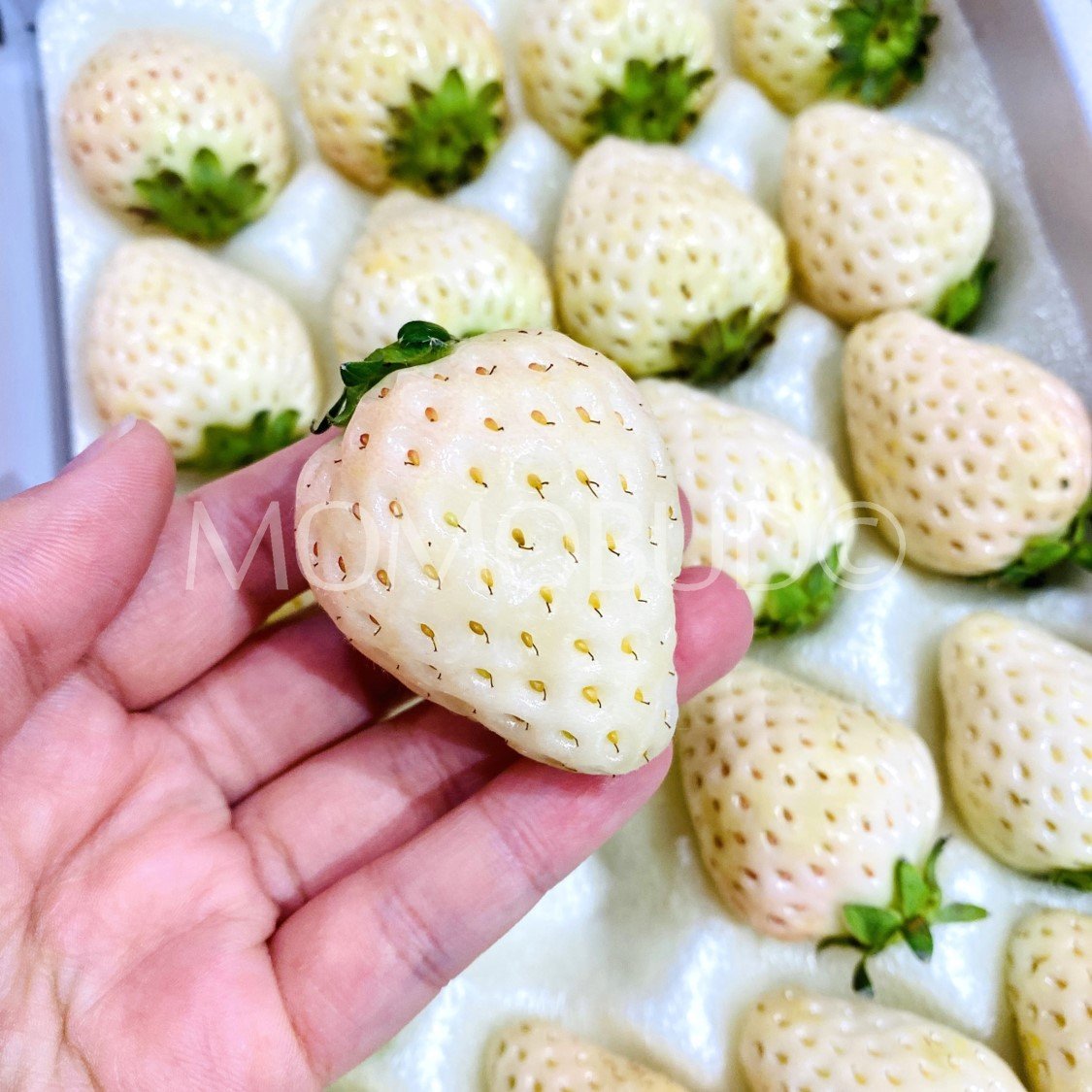 Korean Snowberry Strawberry Gift Box (400g) - Image 3
