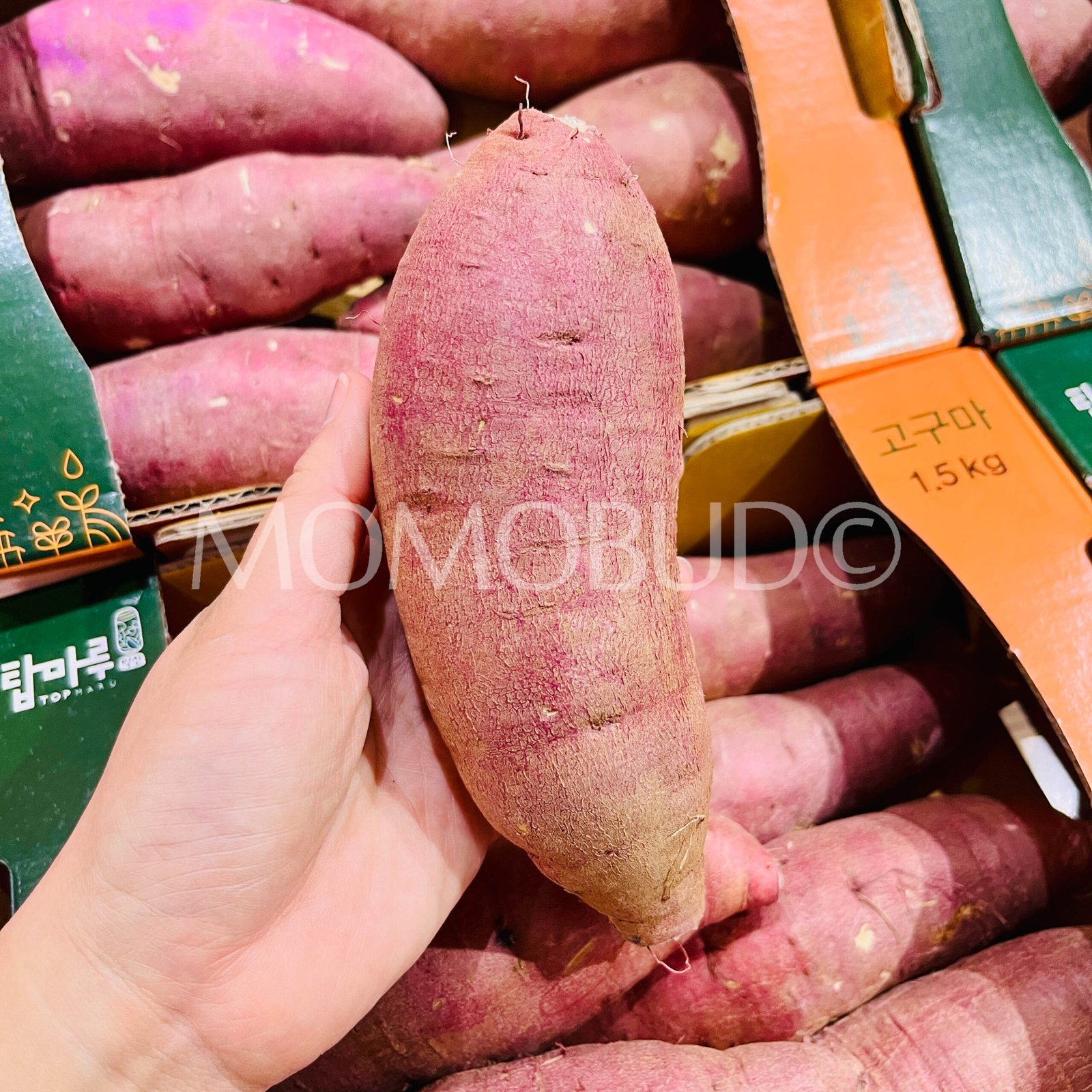 Korean Iksan Topmaru Yellow Sweet Potato Box (1.5kg) - Image 4