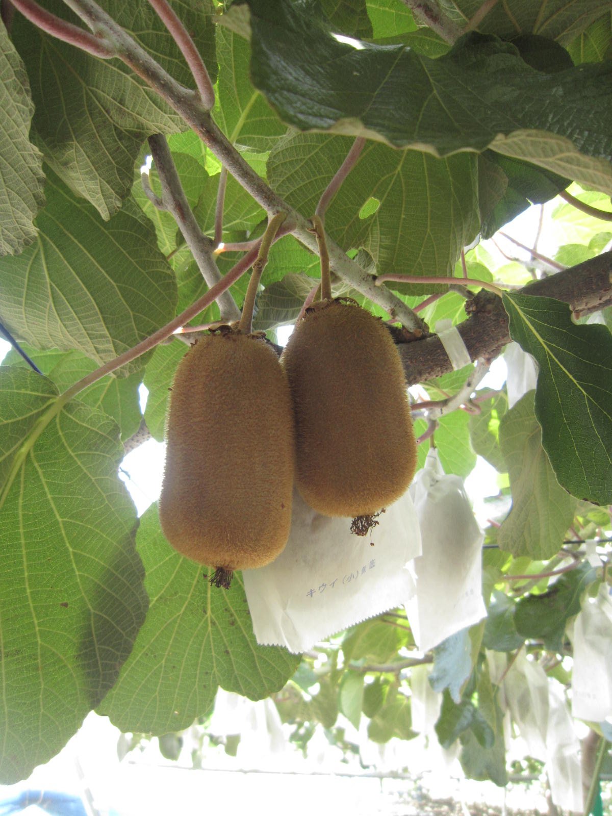 Japanese Koryoku Kiwi Gift Box - Image 2
