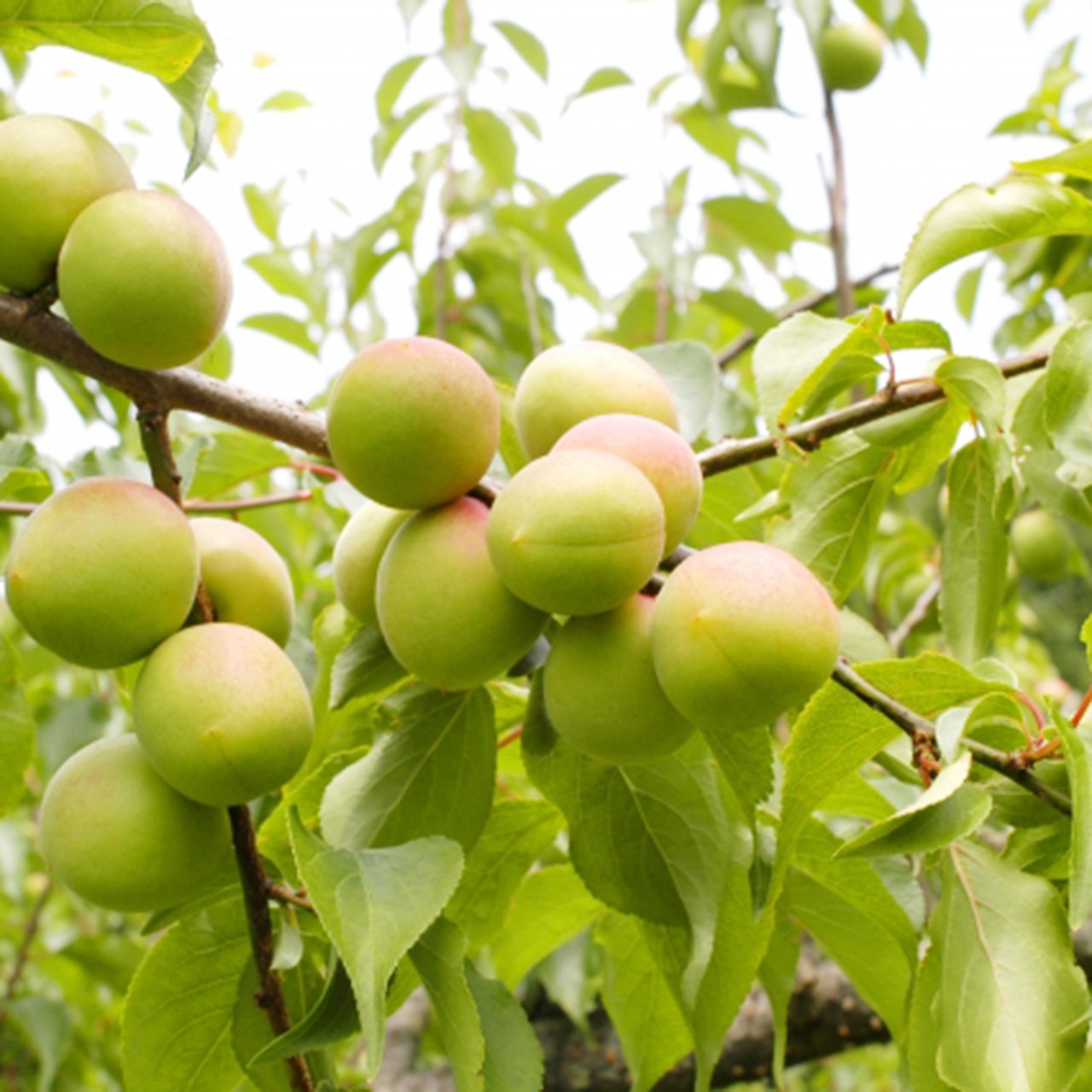 Japanese Kouyou Koume (Plum) - Image 9