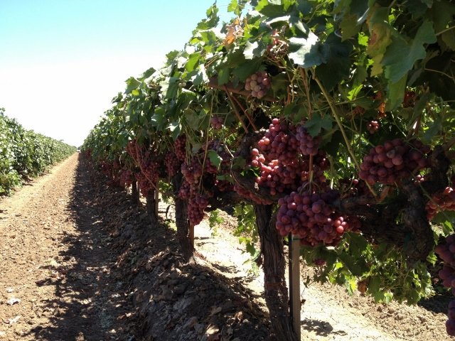 Jack's Salute® Red Seedless Grapes (1kg) - Image 4