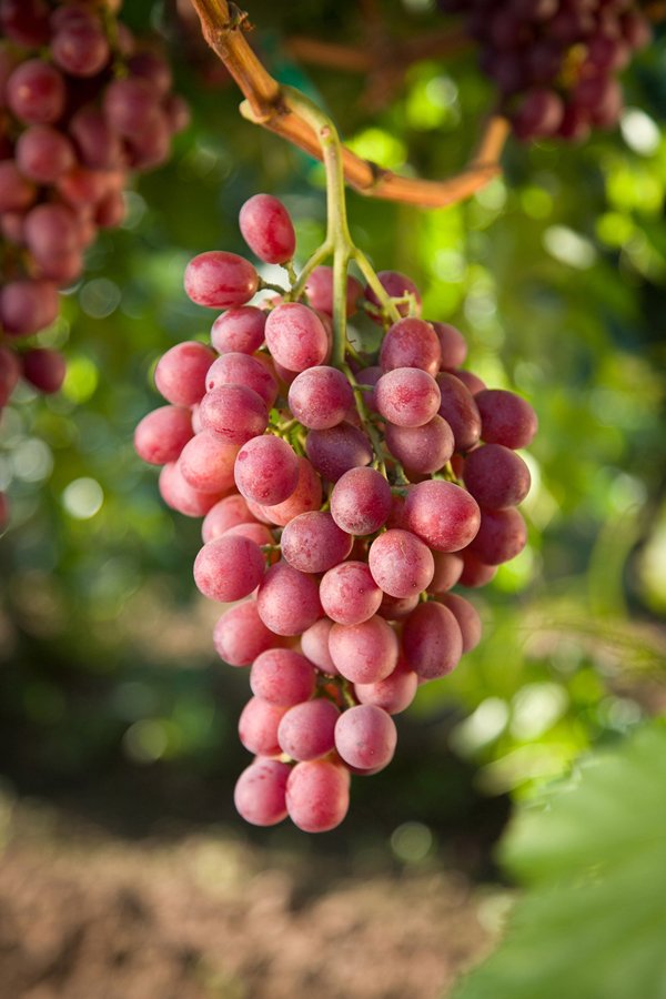 Jack's Salute® Red Seedless Grapes (1kg) - Image 5