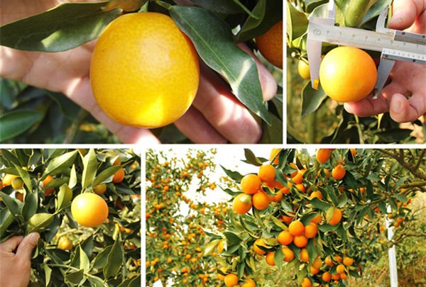 Japanese Miyazaki Kinkan (Kumquat) - Image 2