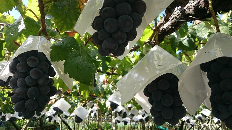 Japanese Kyoho Seedless Grape (500-600g approx) - Image 2