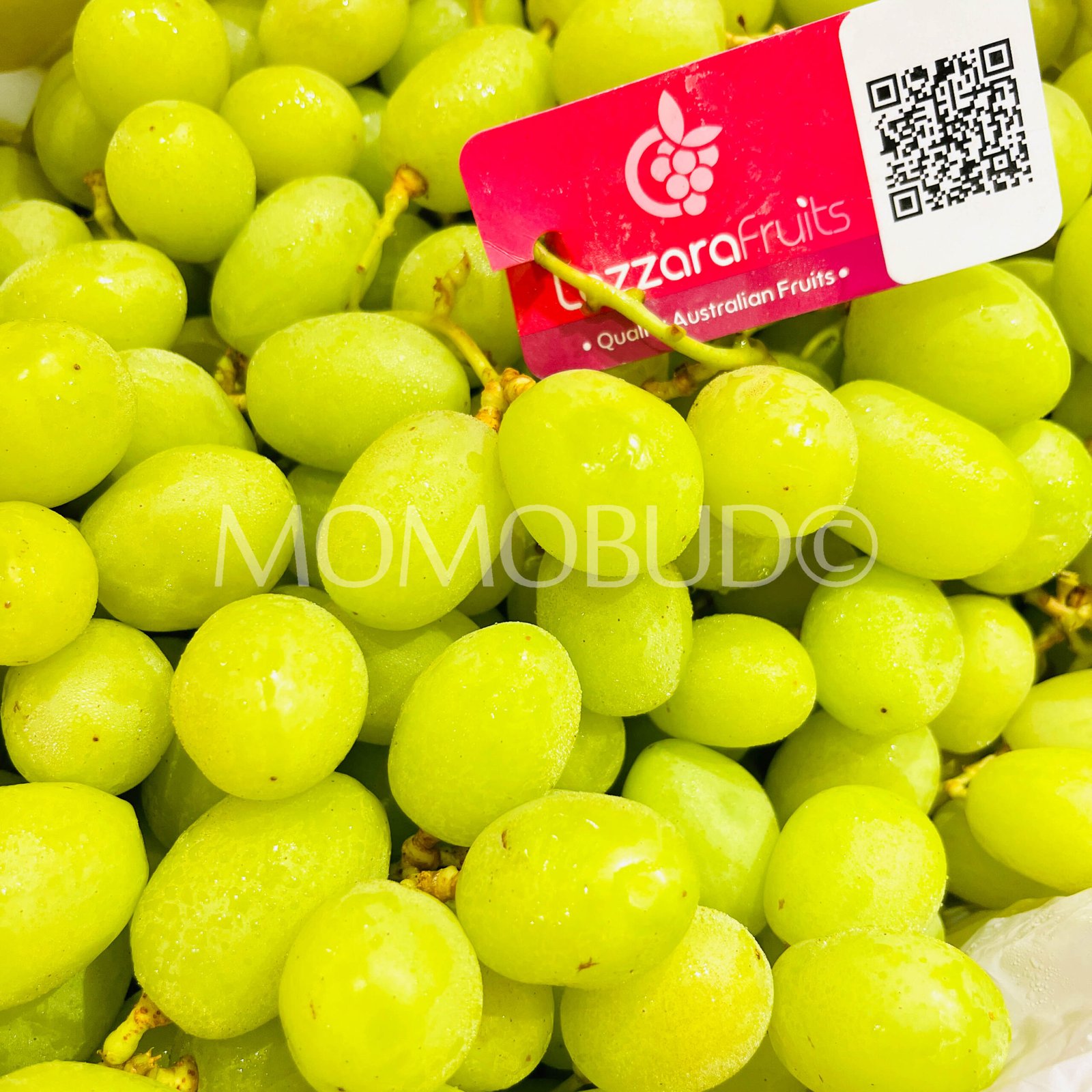 Lazzara Sweet Globe® Green Seedless Grapes - Image 3