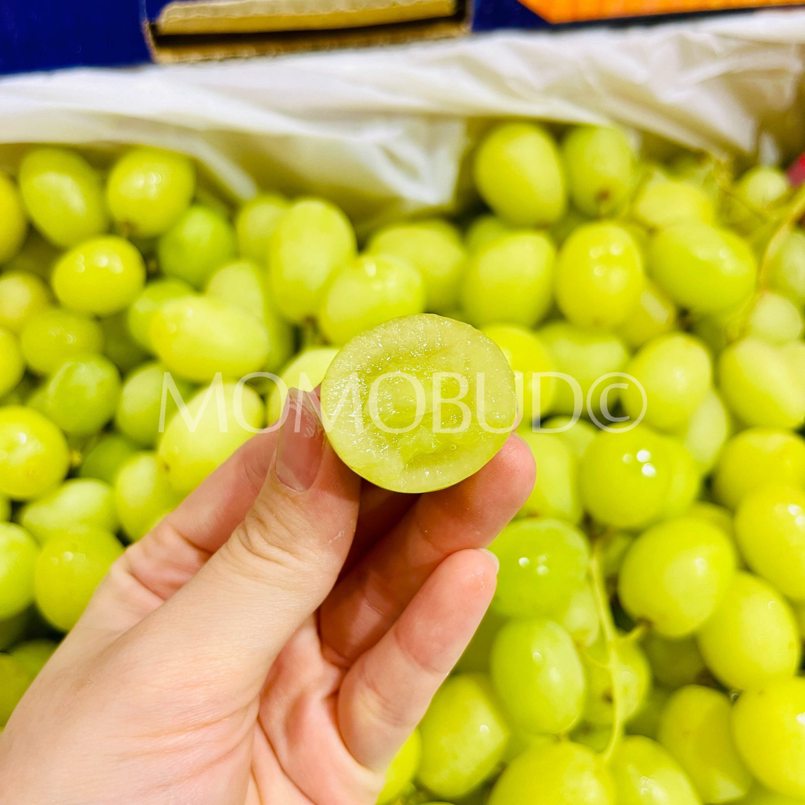 Lazzara Sweet Globe® Green Seedless Grapes - Image 4