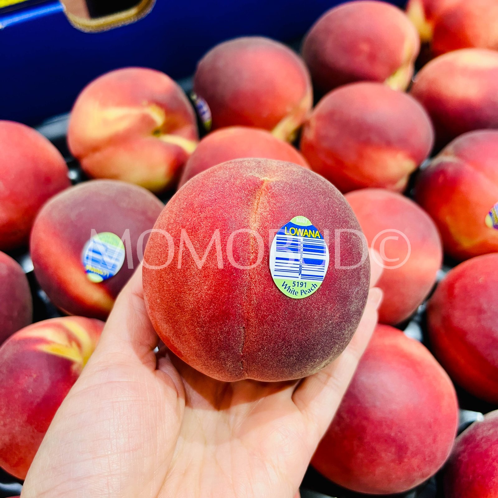 Lowana Pearl Princess White Peach (Medium) - Image 3