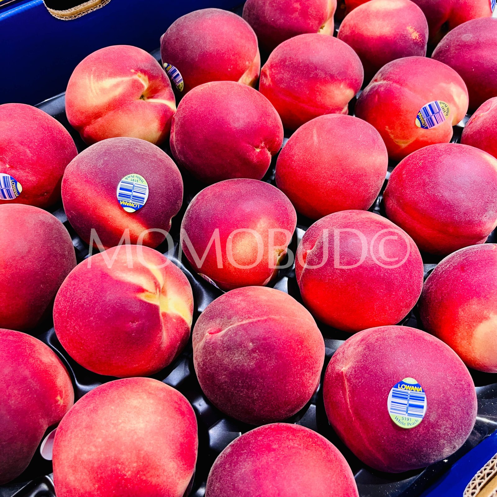 Lowana Pearl Princess White Peach (Medium) - Image 2