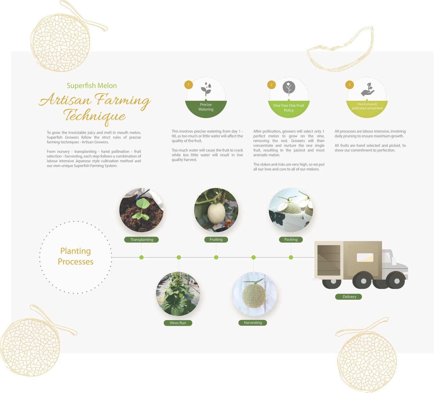 Melts Green Muskmelon (Medium) - Image 2