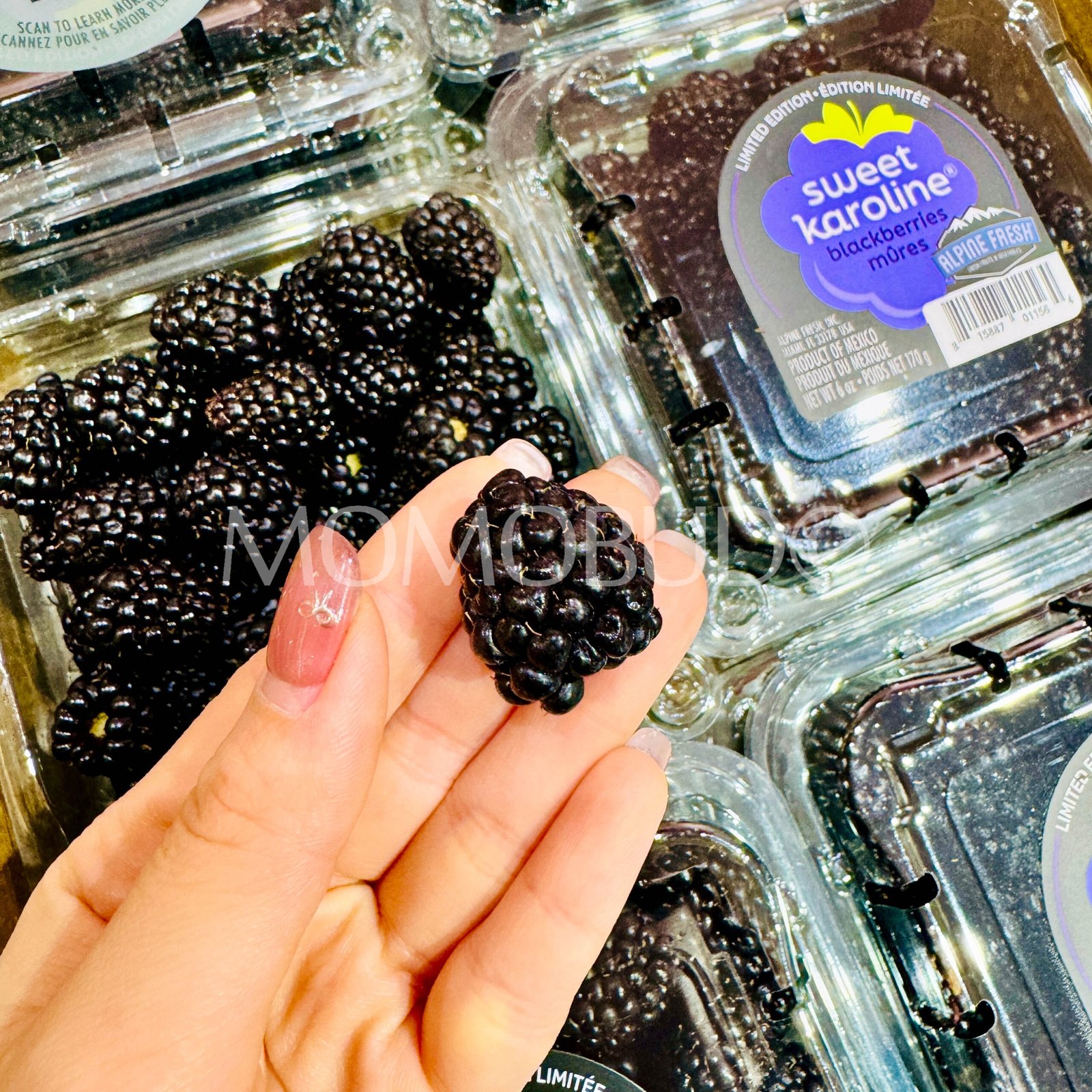 Sweet Karoline® Blackberry (170g punnet) - Image 3