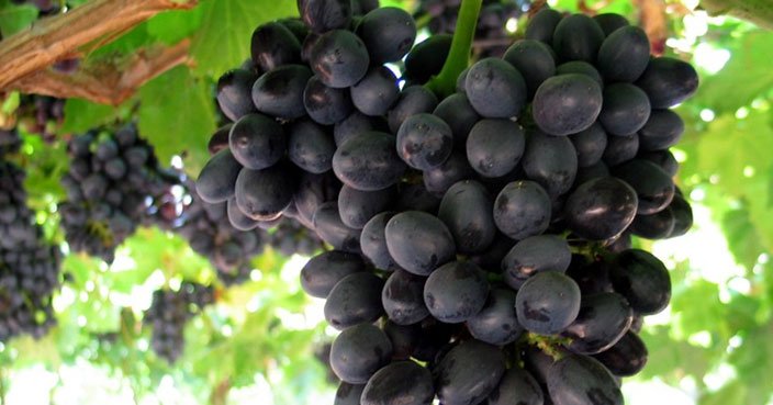 Sweet Surrender Black Seedless Grapes (1kg) - Image 2