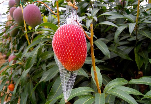 Japanese Miyazaki Kanjuku Mango - Image 4