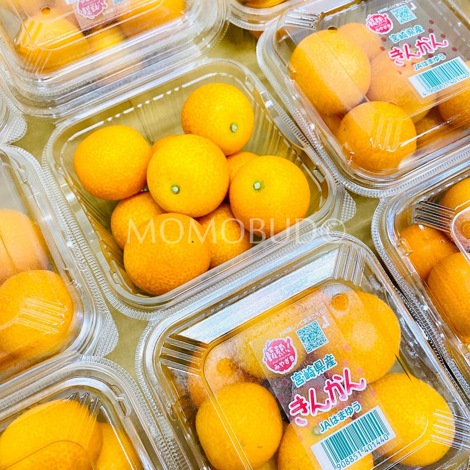 Japanese Miyazaki Kinkan (Kumquat) - Image 5