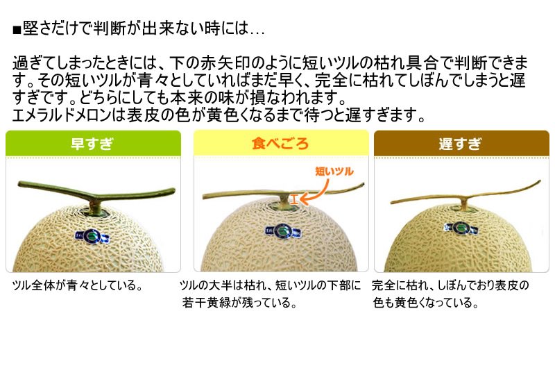 Japanese Emerald Muskmelon (1.5kg approx) - Image 6