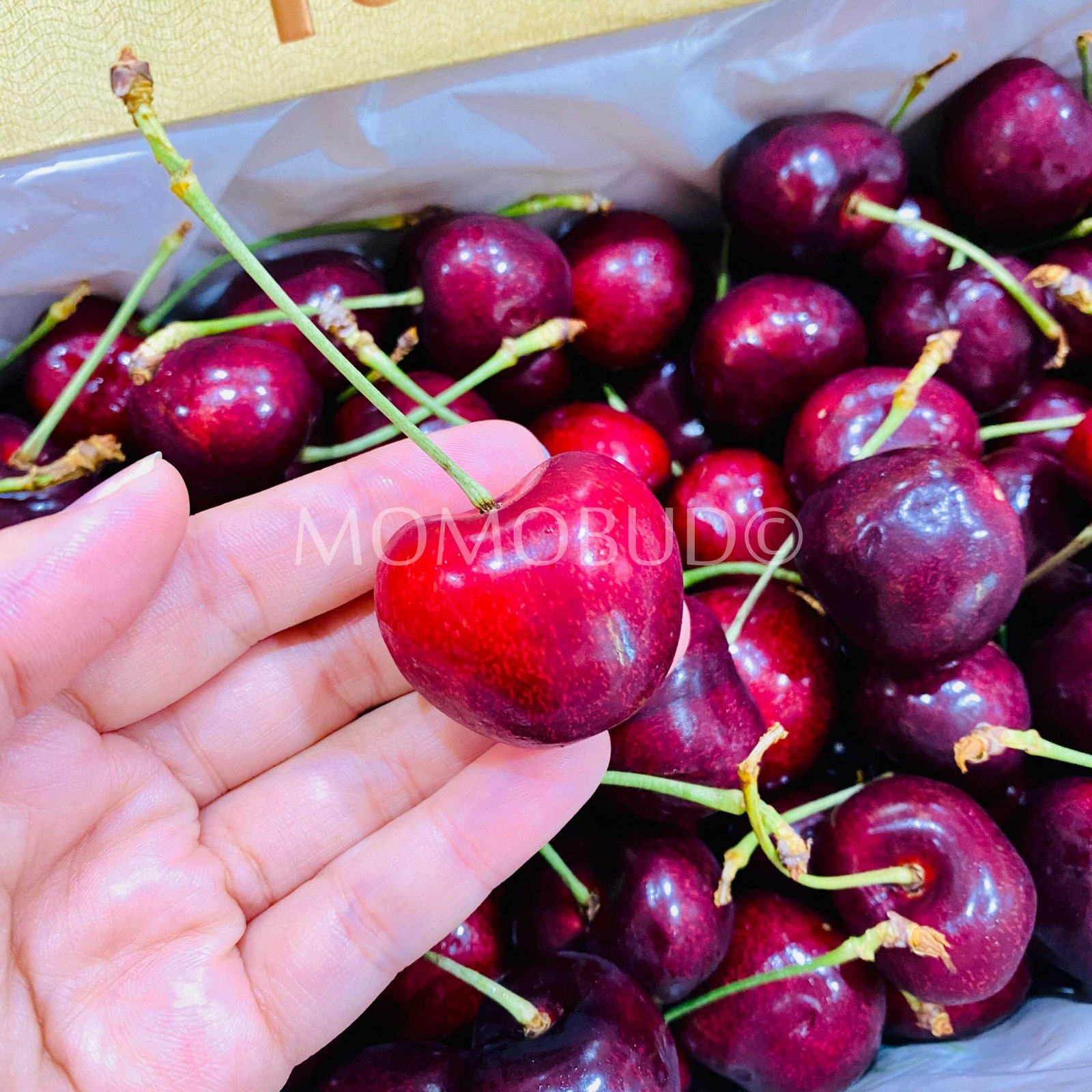 Gold Reserve 1863 Staccato Red Cherry Gift Box (2kg) - Image 4