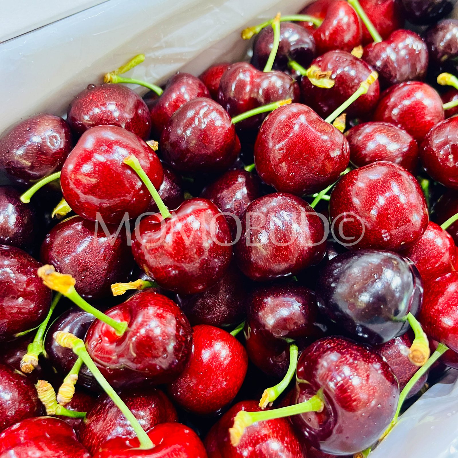 New Zealand Lani™ Folfer Red Cherry - Image 3
