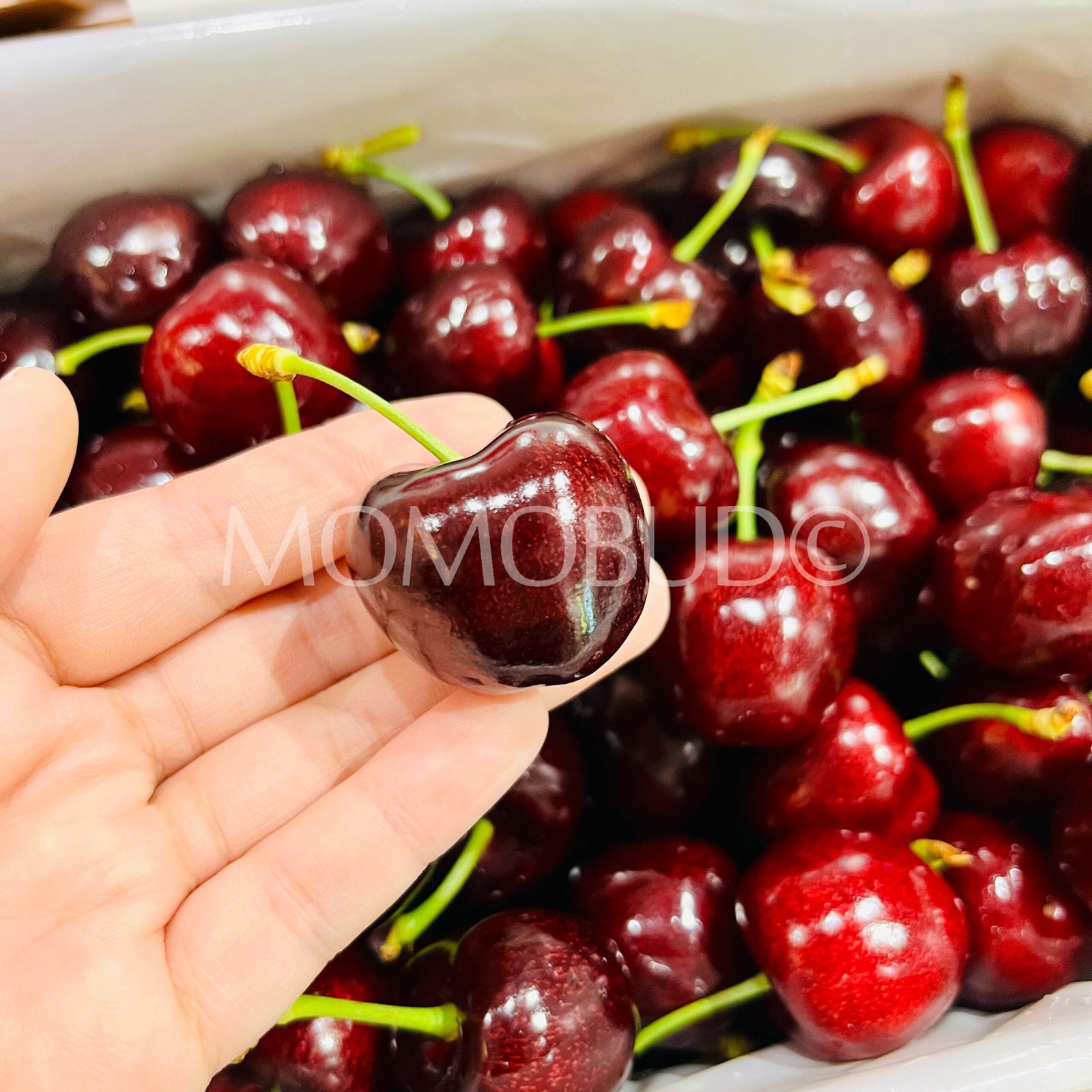 New Zealand Lani™ Folfer Red Cherry - Image 4