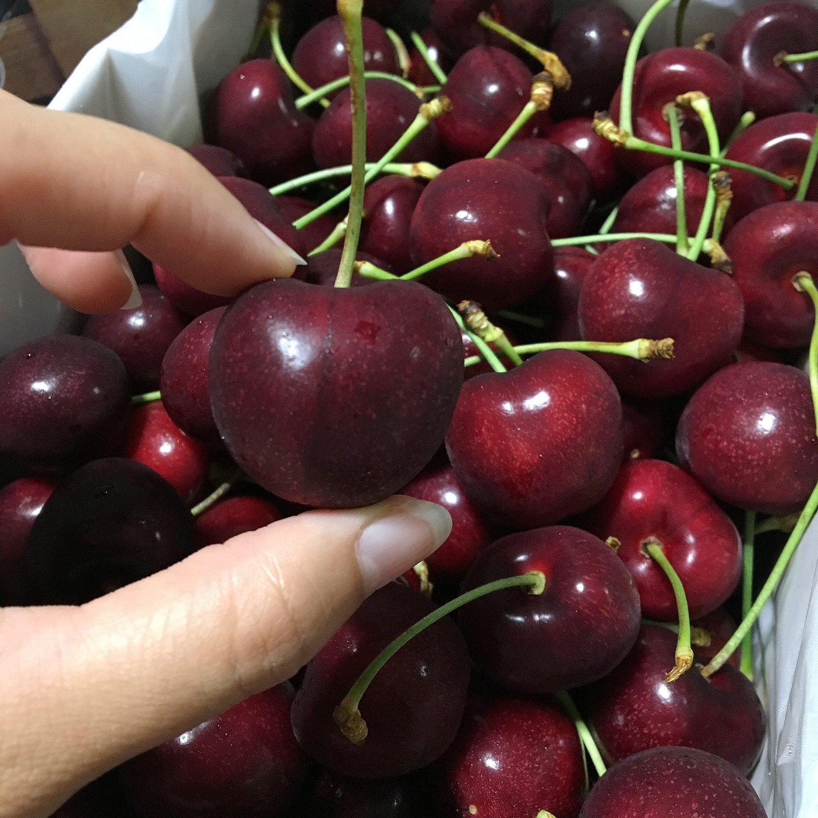 Canadian Staccato Red Cherry - Image 4