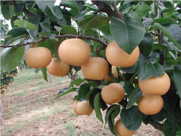 Premium China Fortune Dragon Nan Shui Pear (Medium) - Image 5