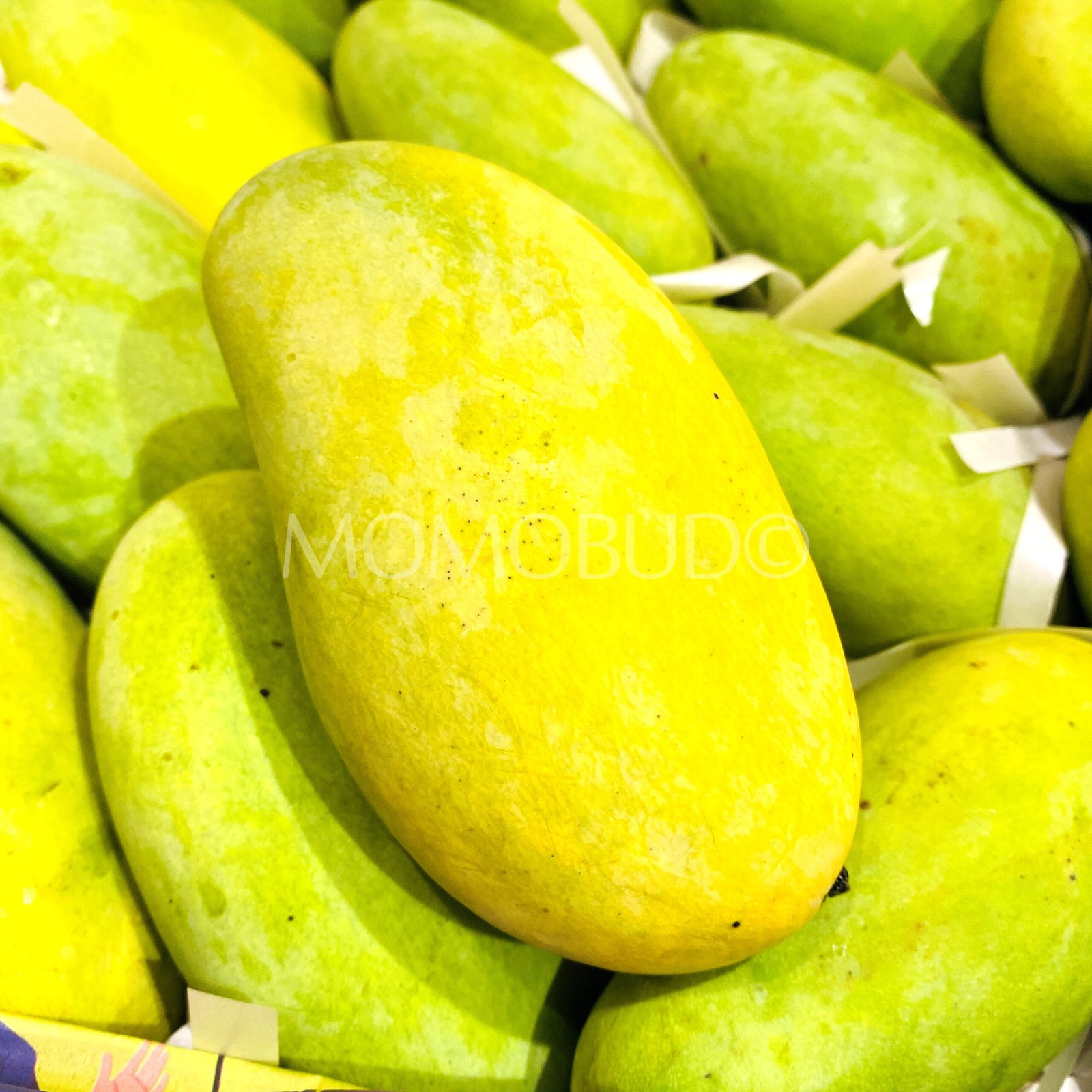 Ok Rong Damnoen (White Flower) Mango (Small-Plus, 4pcs) - Image 2
