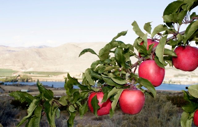 Enza™ Pacific Rose Apple - Image 2