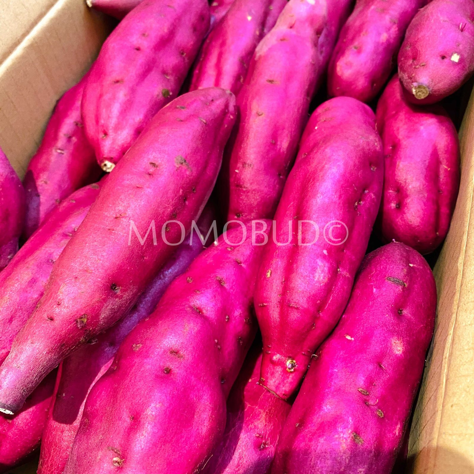 Japanese Satomusume® Satsumaimo (Sweet Potato) Box - Image 2