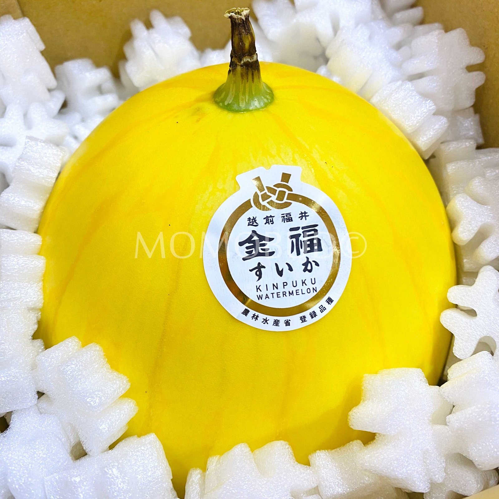 Japanese Kinpuku Golden Watermelon - Image 2