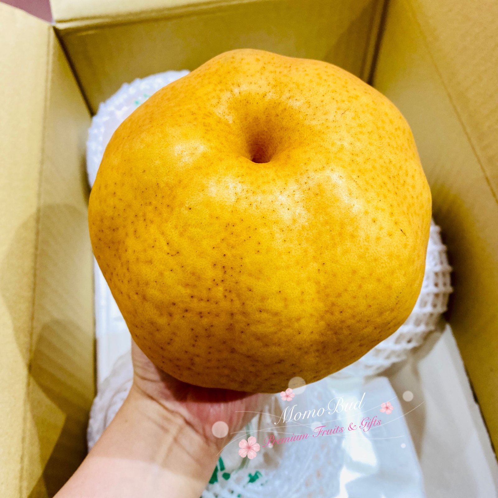 Japanese Oita Hita Atago Pear (X-Jumbo) - Image 9