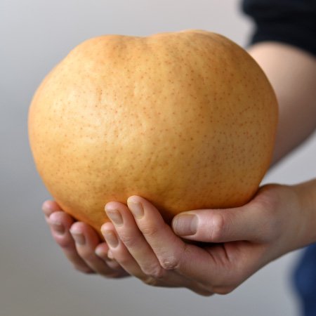 Japanese Oita Hita Atago Pear (X-Jumbo) - Image 5