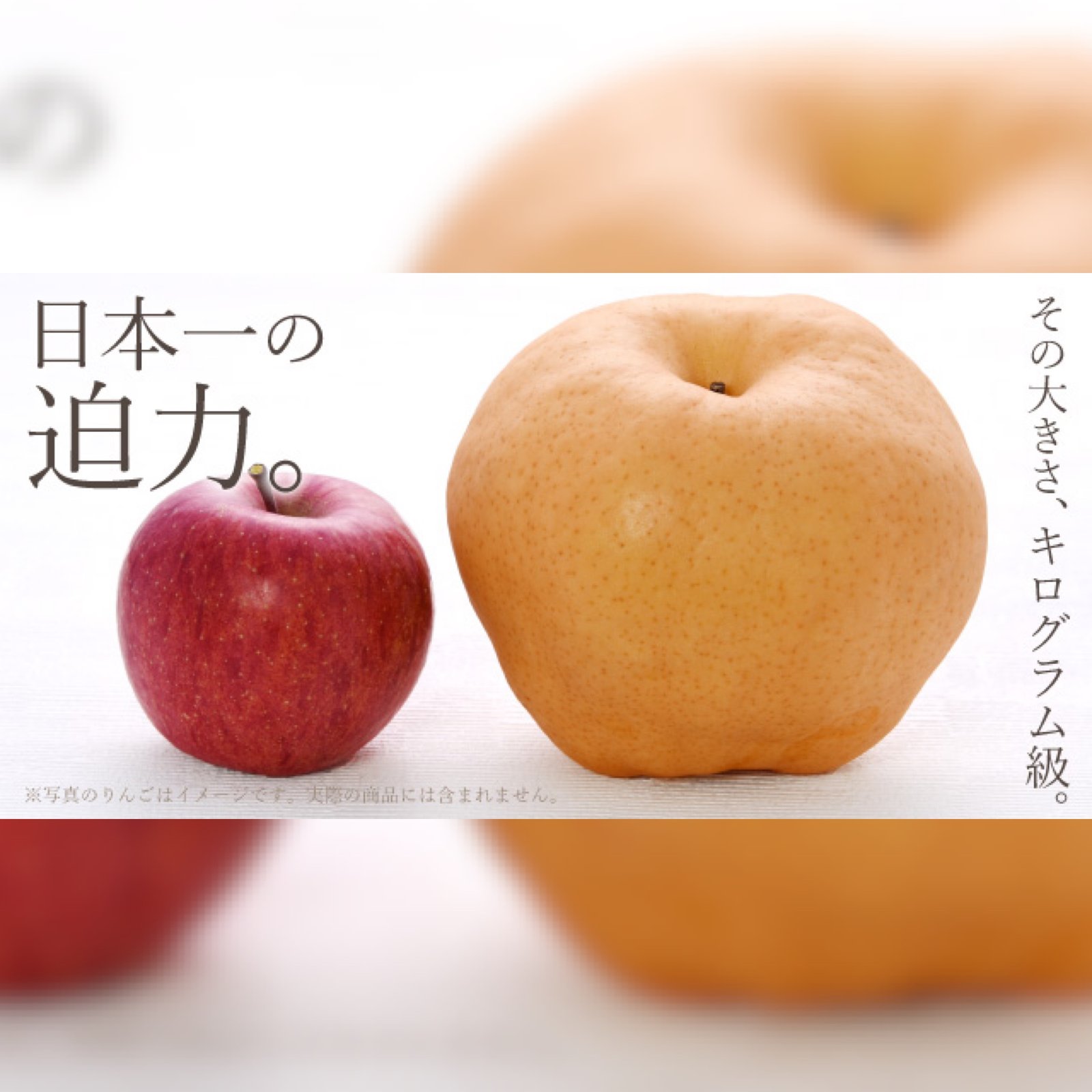 Japanese Oita Hita Atago Pear (X-Jumbo) - Image 8