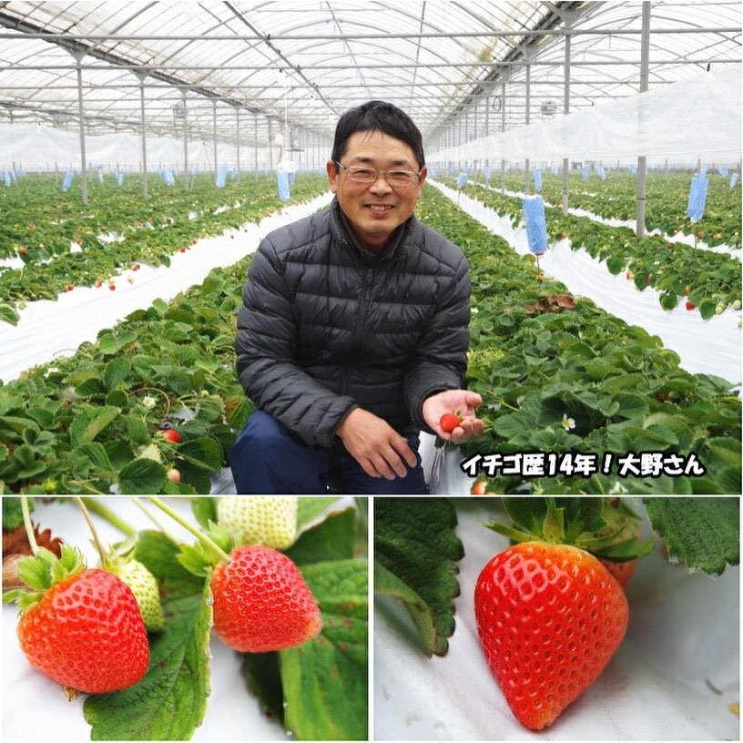 Japanese Ookimi Ichigo (Strawberry) - Image 6